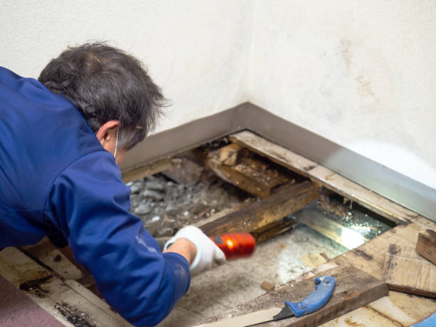 Best Mold Damage Repair  in Louisburg, KS