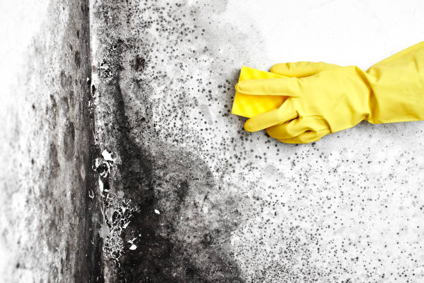 Home Mold Removal in Louisburg, KS