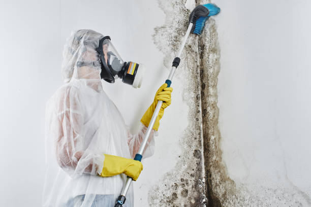 Best Emergency Mold Removal  in Louisburg, KS