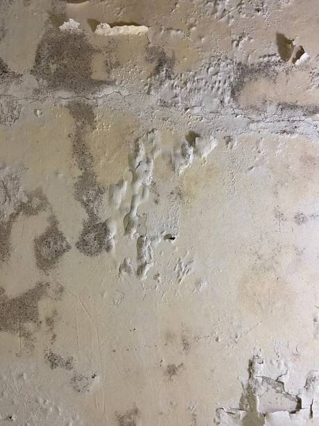 Certified Mold Removal in Louisburg, KS