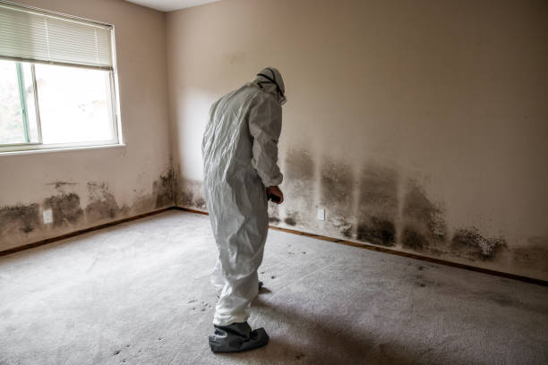 Crawl Space Mold Removal in Louisburg, KS