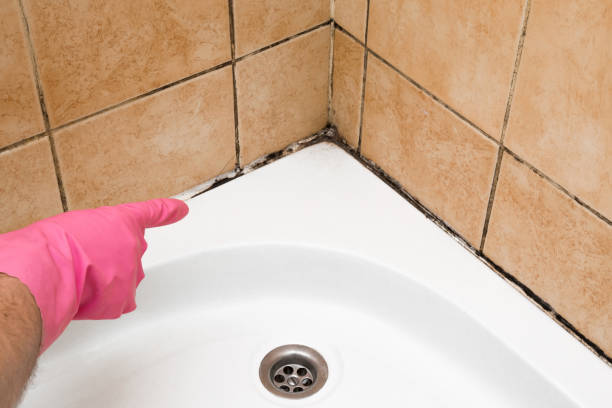 Reliable Louisburg, KS Mold Removal Solutions